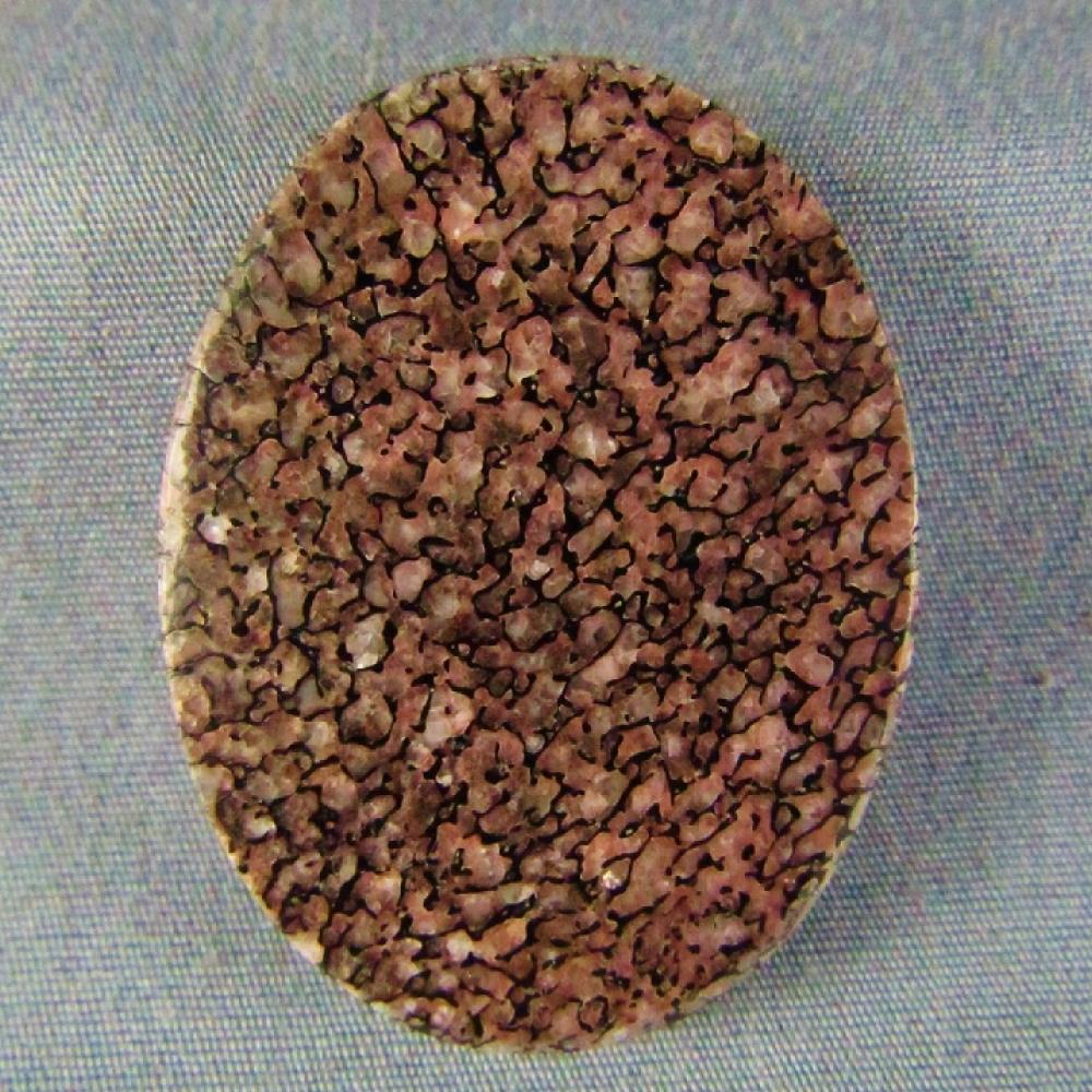 Dinosaur Bone Cabochon