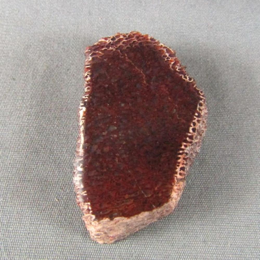 Dinosaur Bone Specimen