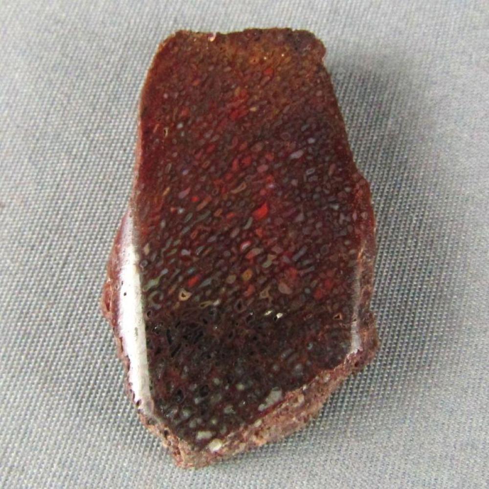 Dinosaur Bone polished Specimen