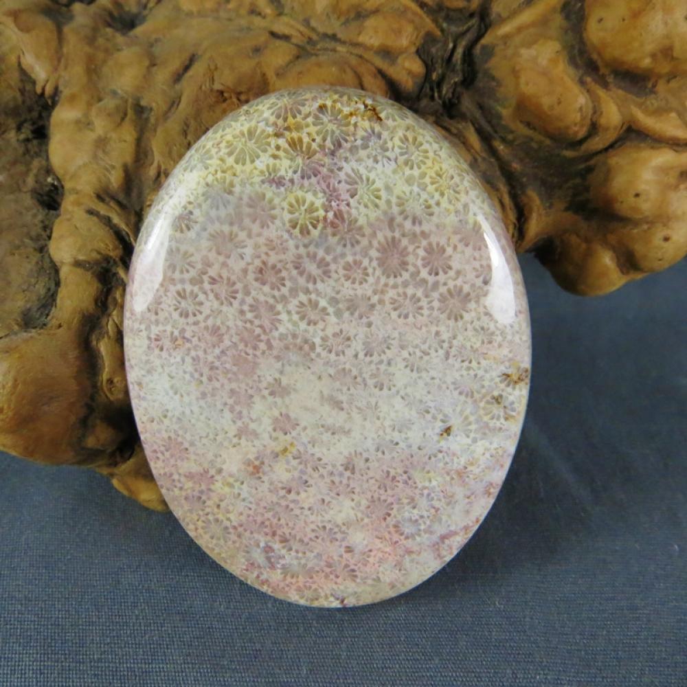Indonesian Fossil Coral Cabochon