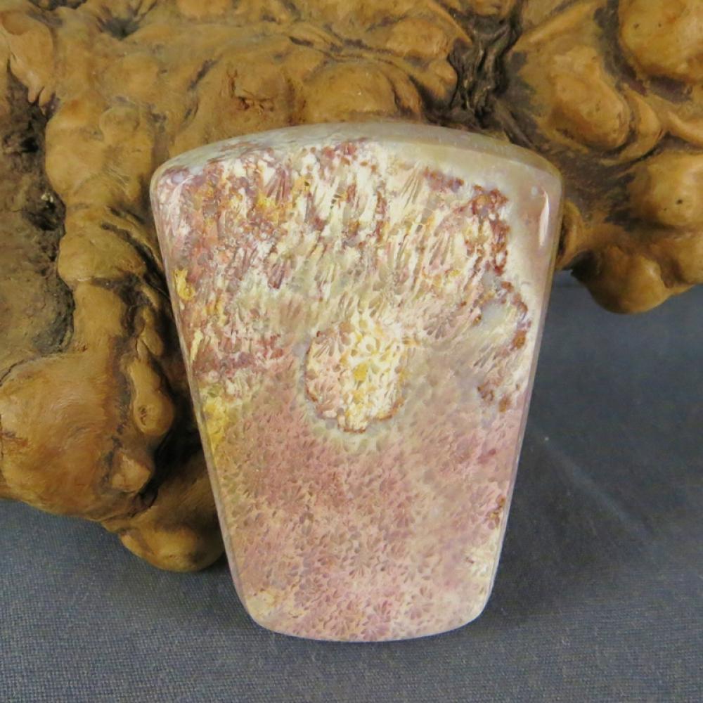 Indonesian Fossil Coral Cabochon