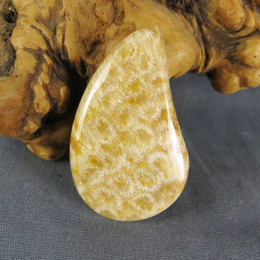 Indonesian Fossil Coral Cabochon