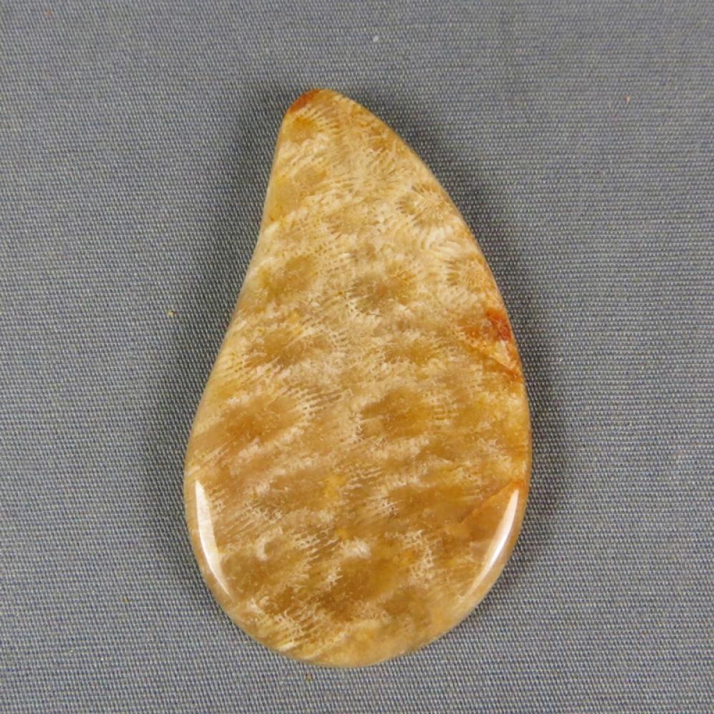 Indonesian Fossil Coral Cabochon