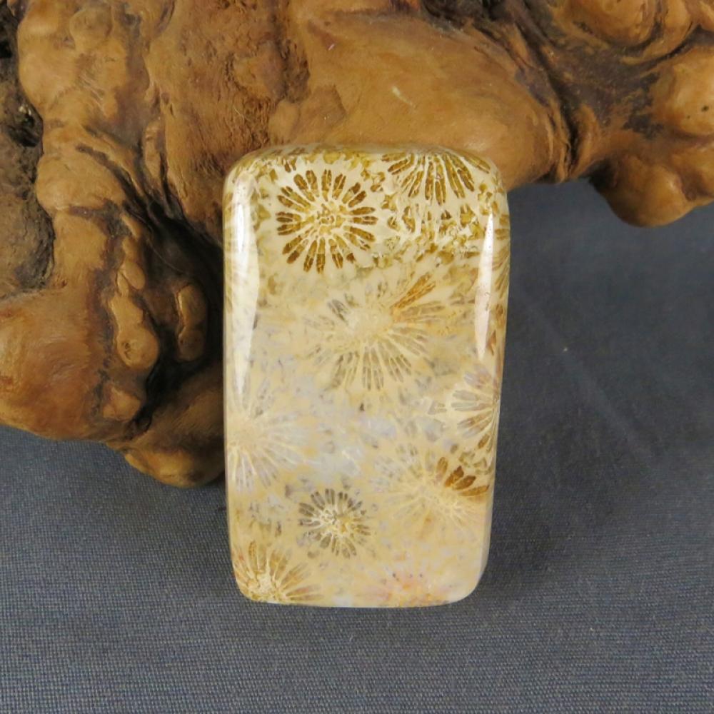 Indonesian Fossil Coral Cabochon