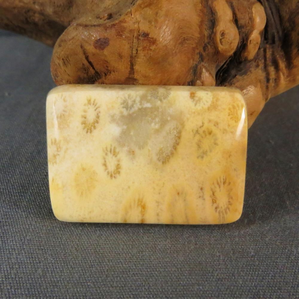 Indonesian Fossil Coral Cabochon