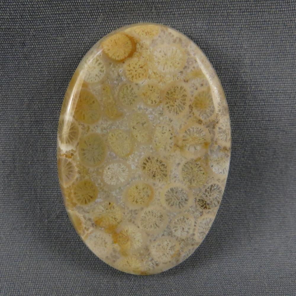Indonesian Fossil Coral Cabochon