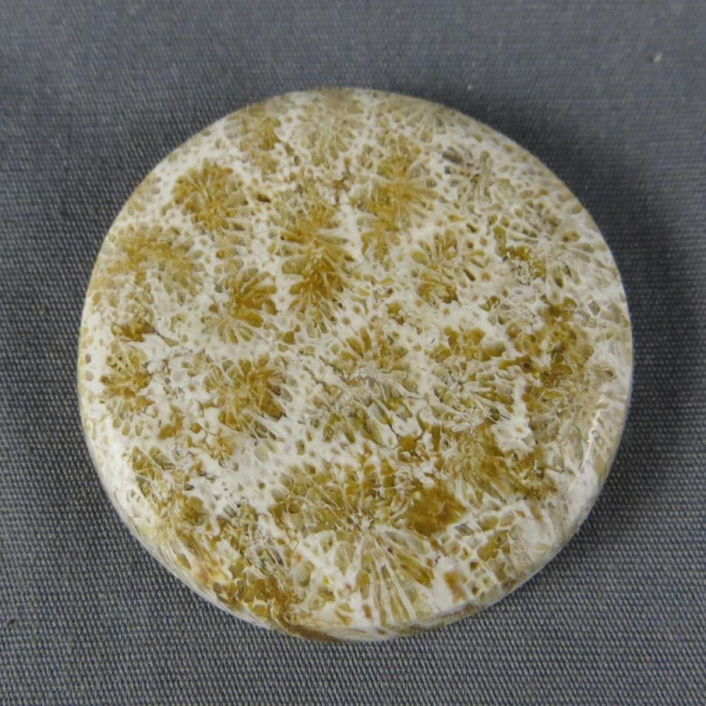 Indonesian Fossil Coral Cabochon