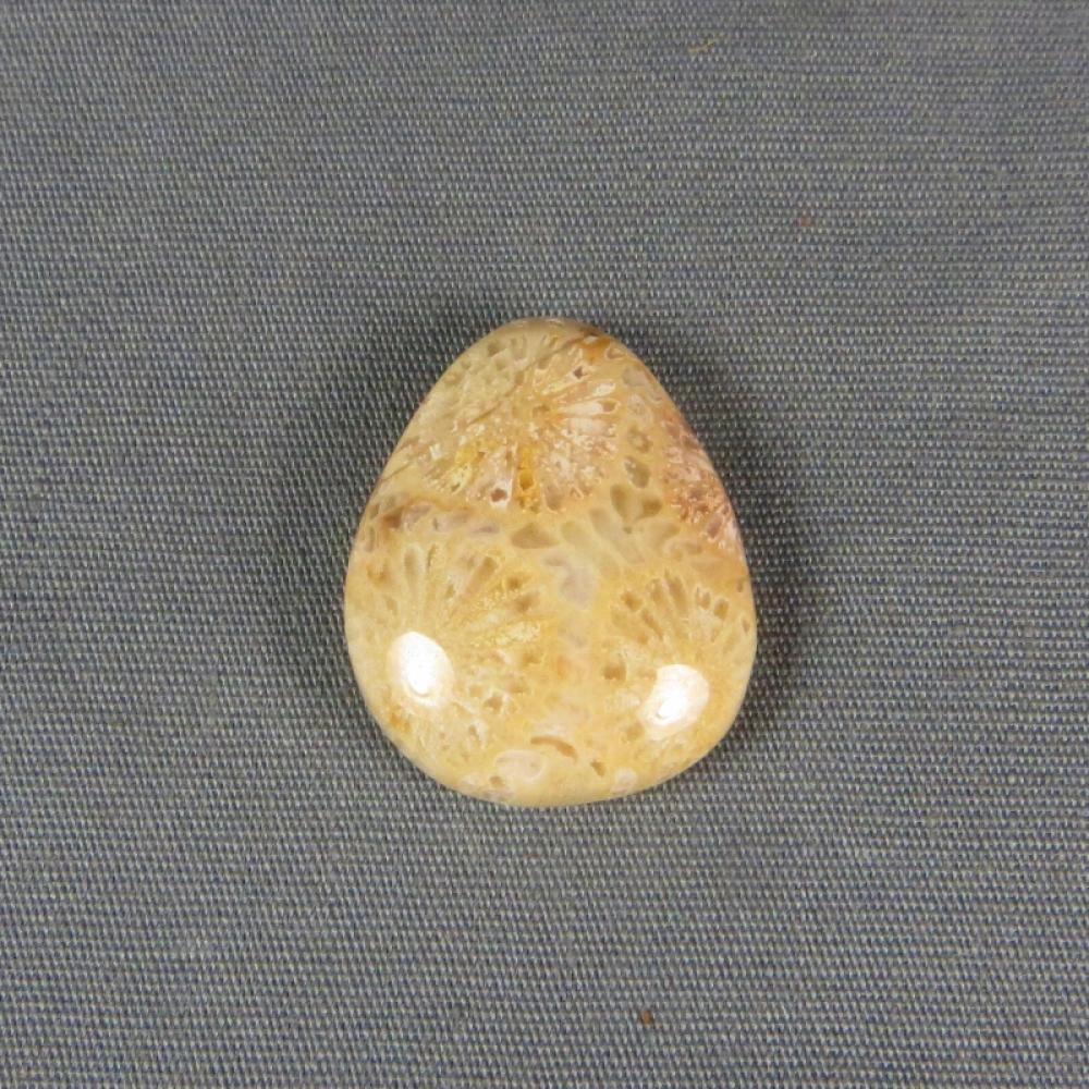 Indonesian Fossil Coral Cabochon