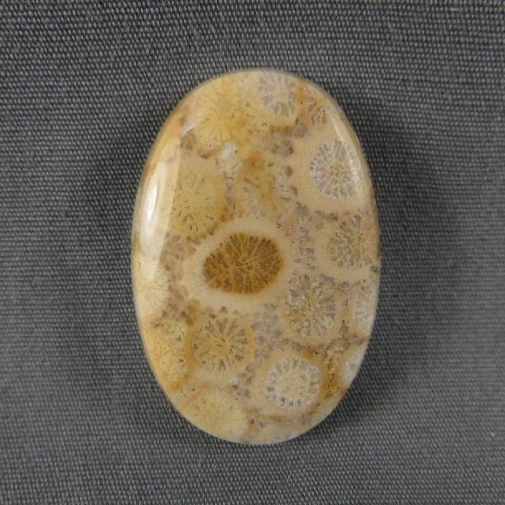 Indonesian Fossil Coral Cabochon