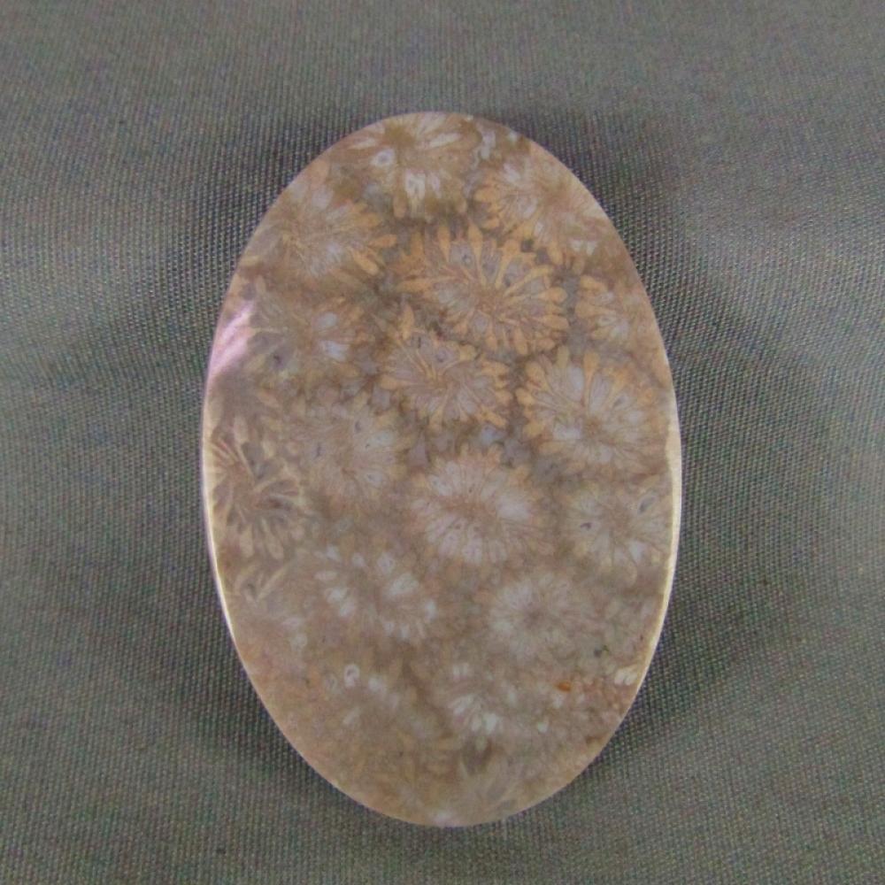 Indonesian Fossil Coral Cabochon