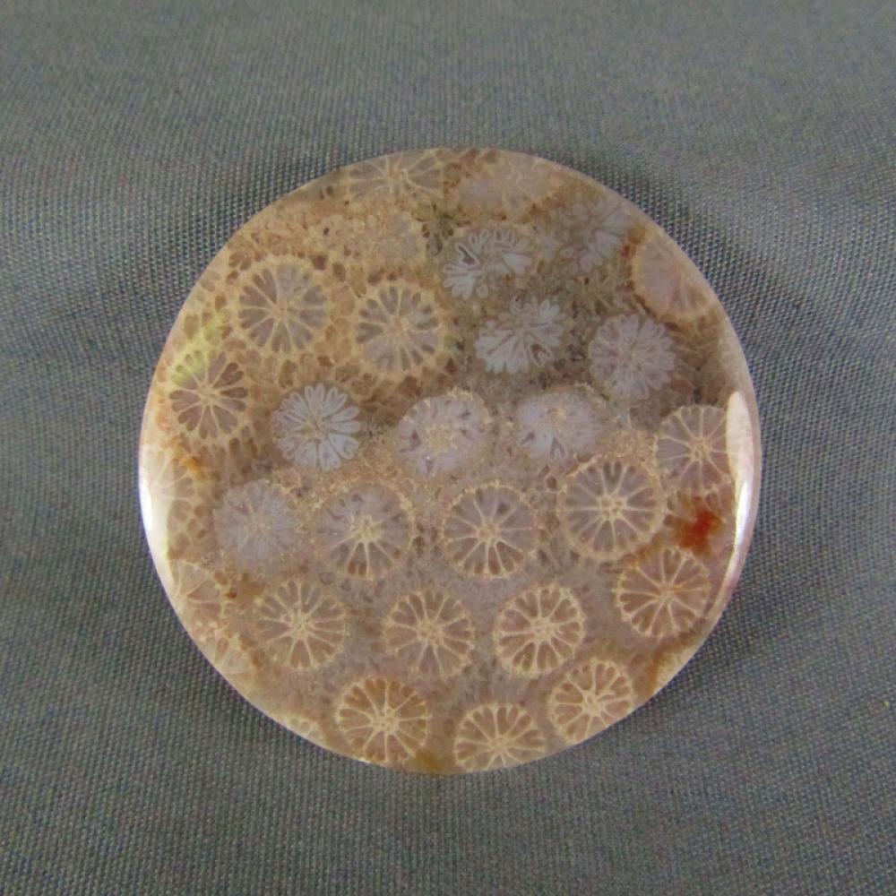 Indonesian Fossil Coral Cabochon
