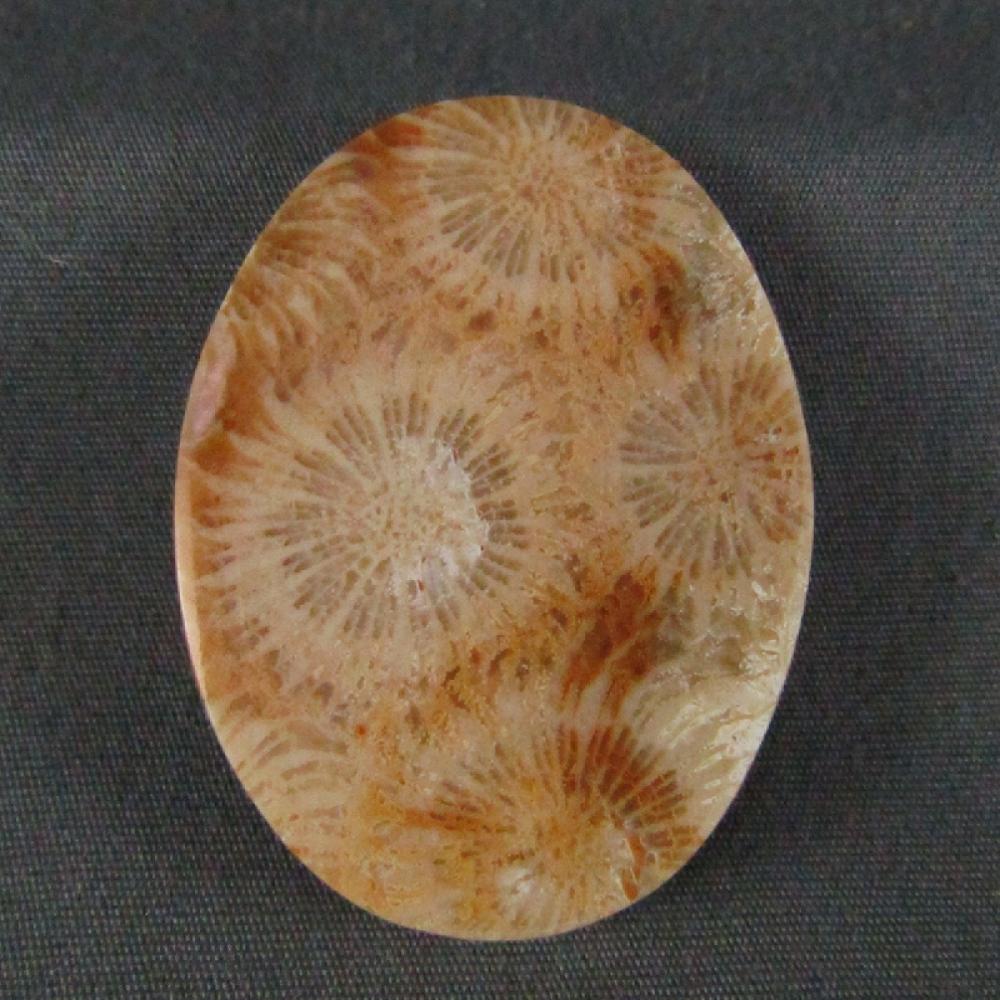 Indonesian Fossil Coral Cabochon