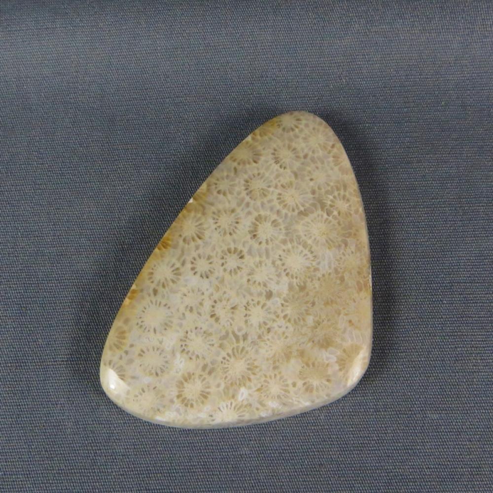 Indonesian Fossil Coral Cabochon