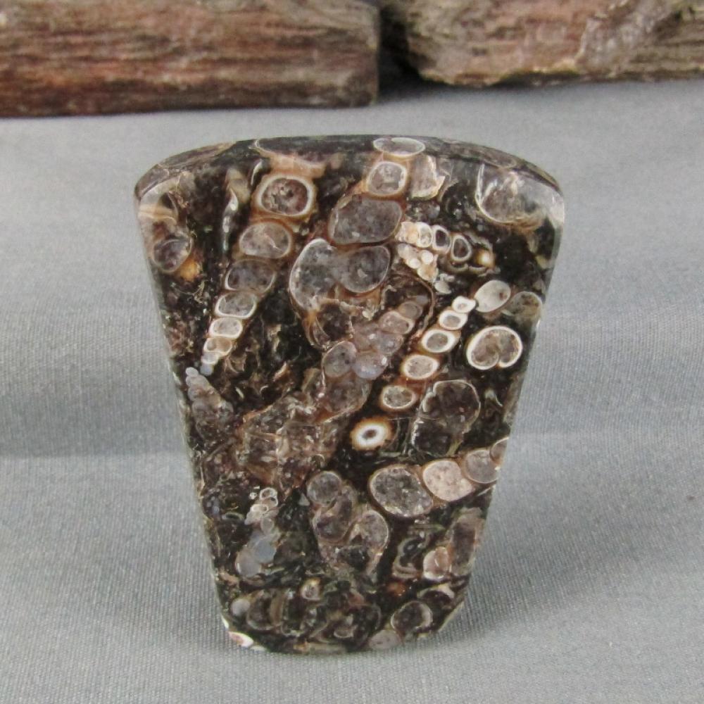 Turritella Agate Cabochon