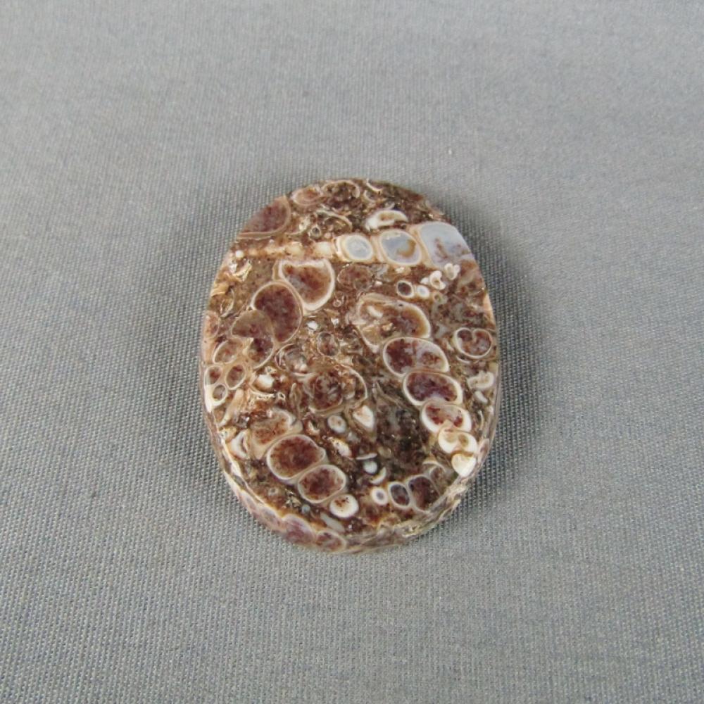 Turritella Agate Cabochon