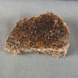 Dinosaur Bone Specimen