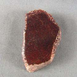 Dinosaur Bone Specimen