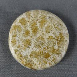 Indonesian Fossil Coral Cabochon