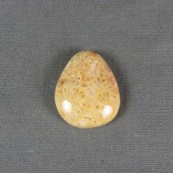 Indonesian Fossil Coral Cabochon