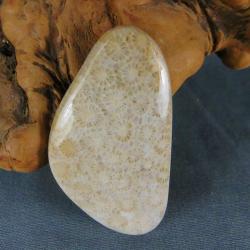 Indonesian Fossil Coral Cabochon